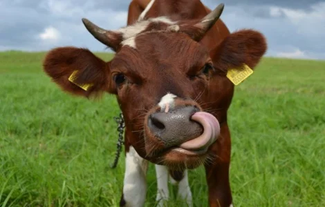 Продажа соевого жмыха для коров с протеином 44%. Доставка