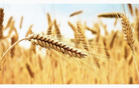 Продам отруби пшеничные насыпом