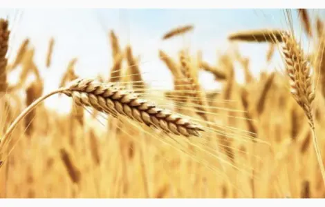 Продам пшеничные отруби насыпом