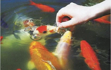 Корм для риб, корм для коі, jpd, coppens, хачування карп коі, купить корм для кои, ставквірибки