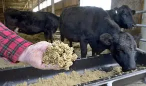 Продам пивну дробину вологу