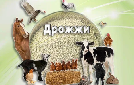 Дрожжи кормовые от производителя