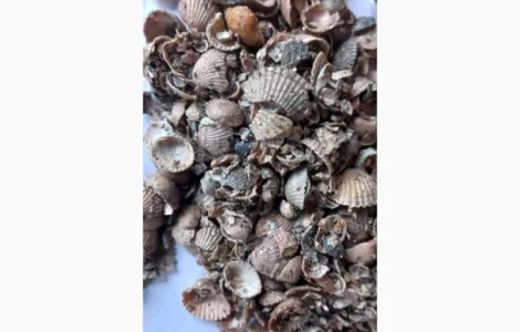 Ракушка морська якісна