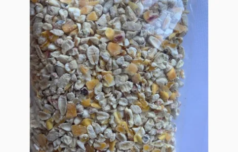 Зародыш кукурузный