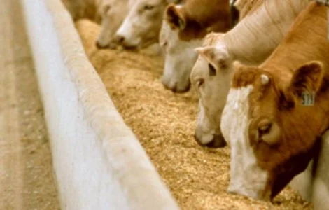 Дрожжи кормовые