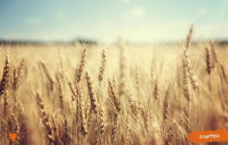 Глютен, клетчатка пшеничная, клейковина