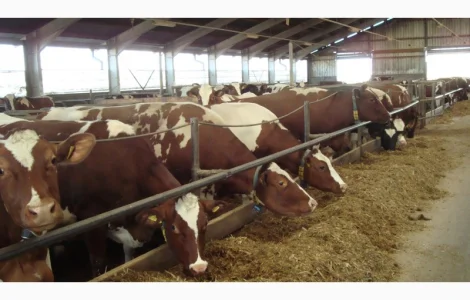 Продам Литовский заменитель цельного молока без Сои