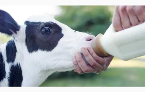 Заменитель цельного молока Молочные компоненты 70%