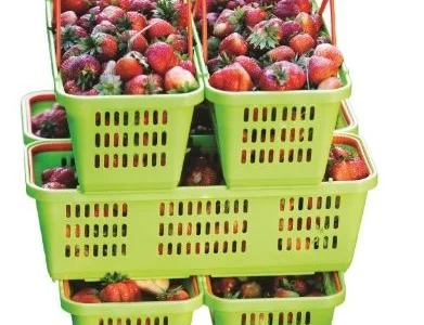 Лубянки пластикові на 2 ручки для збору ягід малини