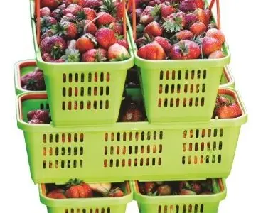 Лубянки пластикові на 2 ручки для збору ягід малини