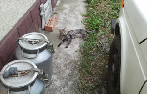 Продаються 40 л бідони.алюмінька