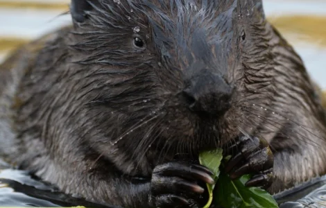 Струя боброва суха