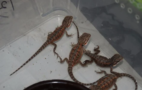 Ручная ящерица бородатая агама морфные разноцветные агамки