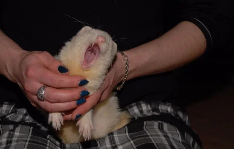 Белоснежный декоративный хорек альбинос девочка