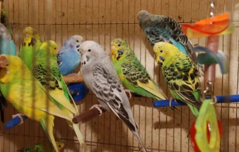 Яркие попугайчики для разговора. Попугай Выставочный чех