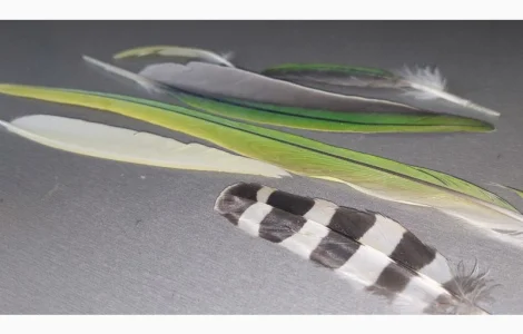 Перо попугая. Яркие, разноцветные перья попугаев, разных размеров