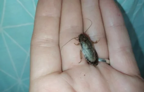 Корм для стрижа. Еда для стрижа