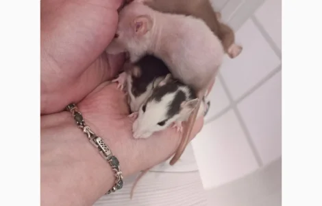 Дамбовухі щури і стандарт