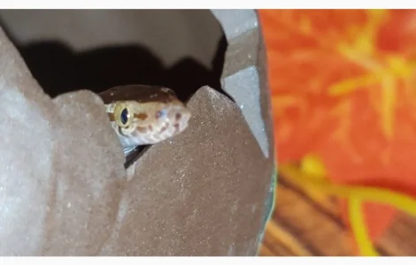 Эксклюзивная африканская змея. Ручная домовая змея для начинающих и детей