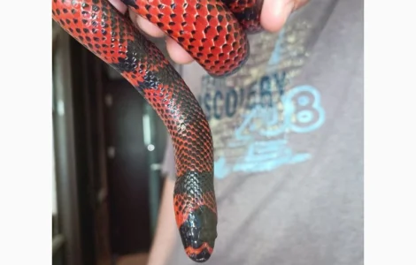 Оренда Гондурасская молочная змея