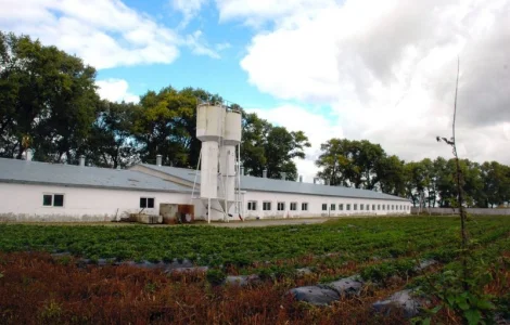 Оренда корівника та для відгодівлі телят