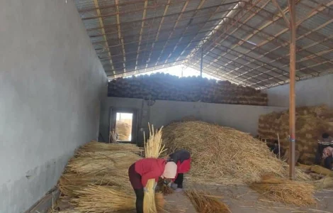 Веник сорго