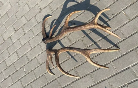 Купуємо роги оленя та лося