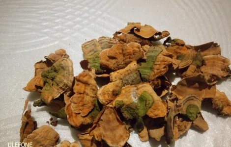 Траметес разноцветная 100 грамм 180 грн