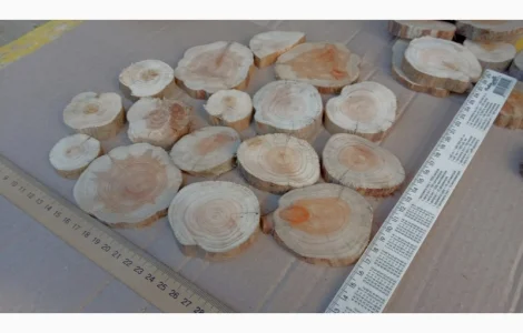 Круглый спил для пано можжевельник