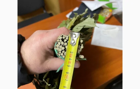 Банние венікі дуба канадского сезону 202523