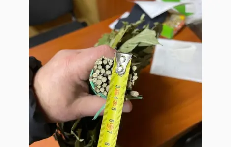 Банні веніки дуба канадського сезону 202523