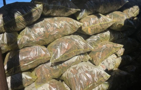 Кора соснова