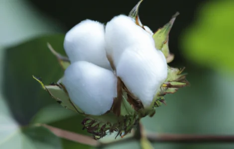 Есть покупатли семян и хлопка