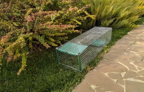 Метровая живоловушка. Котоловка с педалью. Котоловушка отлов котов 100%. Профессионально