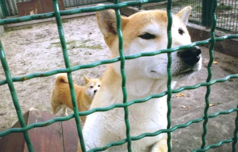 Сетка канилированная и рифленая