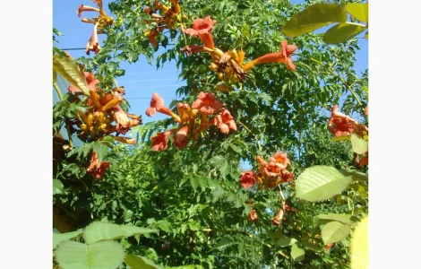 Ремонтантная клубника (кусты). Кампсис (лиана укореняющаяся)
