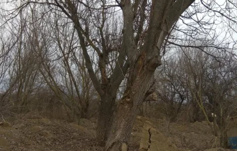 Дерево орех 80 лет на пиломатериал или дрова