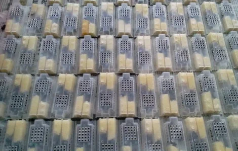 Продаются бджоломатки Карпатськой породи