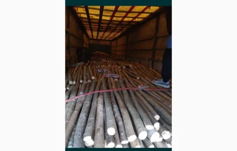 Ліщина ліска лупанка куплю