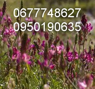 Якісне насіння еспарцету 2025 р.