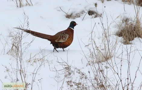 Організація відпочинку та рибалки
