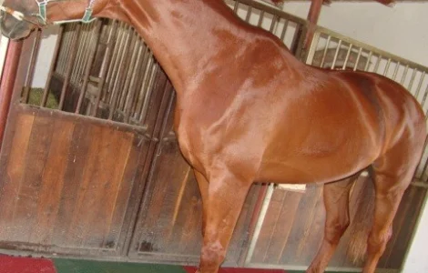 Резиновая плитка для Конюшен (денников)