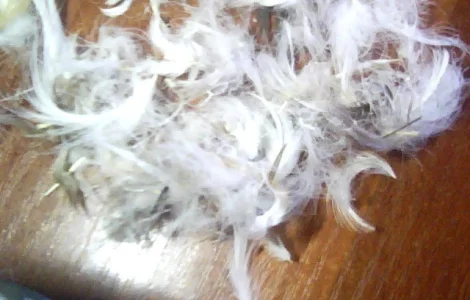 Куплю пір'я