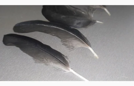 Перо Ворона Крука. Эксклюзивные перья для декора и другого