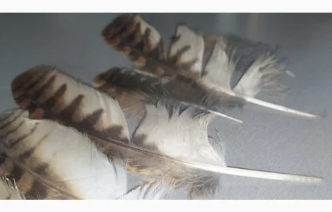 Перья сов. Прекрасное украшение для разных подделок, украшений и другого, разных размеров