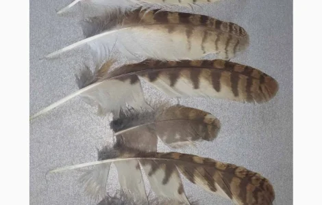 Перья сов – чудове прикраса для ваших виробів