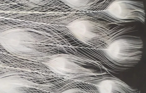 Перо білого павлина на продажу