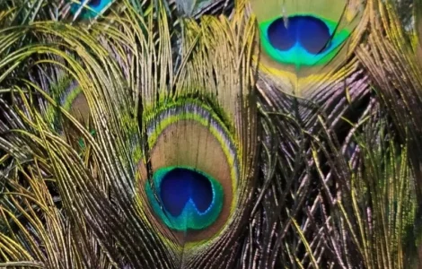 Перья павлина
