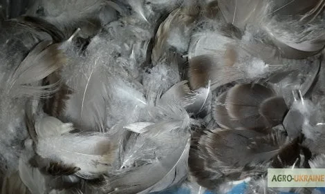 Куплю Пір'я водоплавної птиці гусяче