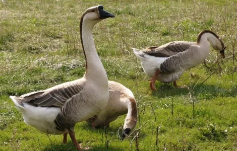 Закуповую Пух Перо свіже Гусяче